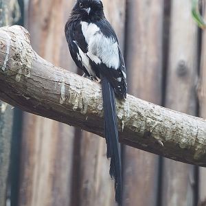 Magpie shrike (Urolestes melanoleucus), 2022-08-28
