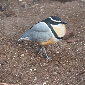 Egyptian plover (Pluvianus aegyptius), 2022-08-28