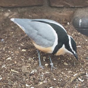 Egyptian plover (Pluvianus aegyptius), 2022-08-28