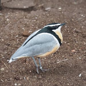 Egyptian plover (Pluvianus aegyptius), 2022-08-28