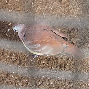 Cinnamon ground dove (Gallicolumba rufigula rufigula), 2022-08-28