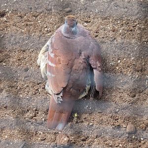 Cinnamon ground dove (Gallicolumba rufigula rufigula), 2022-08-28