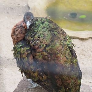Female Congo peafowl (Afropavo congensis), 2022-08-28