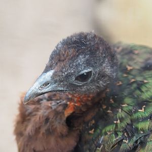 Female Congo peafowl (Afropavo congensis), 2022-08-28