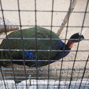 Congo peafowl (Afropavo congensis), 2022-08-28