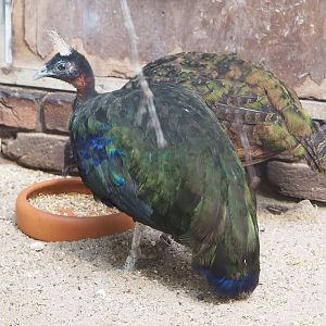 Congo peafowl (Afropavo congensis), 2022-08-28