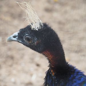 Congo peafowl (Afropavo congensis), 2022-08-28