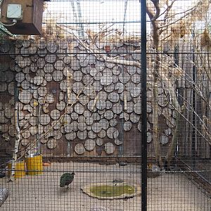 Village weaver and Congo peafowl aviary, 2022-08-28