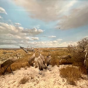 Sandhill Cranes