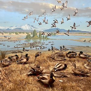 Mallards and Northern Pintails