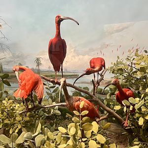 Scarlet Ibis