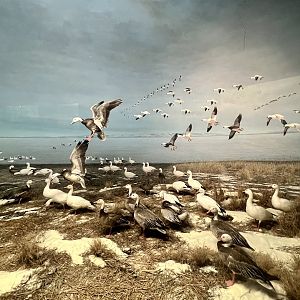 Snow Geese