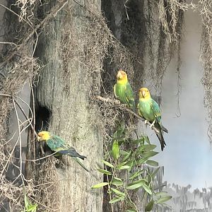 Carolina Parakeets