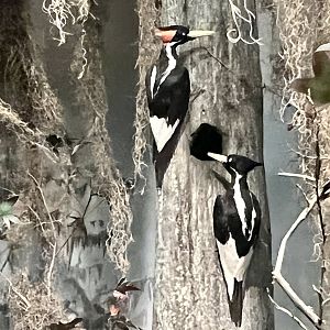 Ivory Billed Woodpeckers