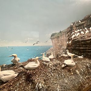 Gannets and other sea birds on the Gulf of St. Lawrence
