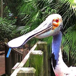 Jacksonville Zoo 2021 - YouTube