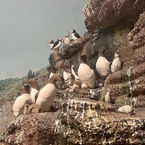 Common Murres and Atlantic Puffins