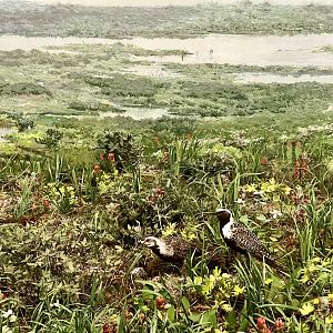 Pacific Golden Plovers