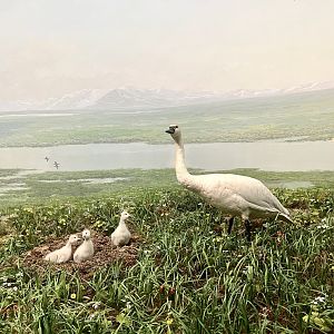 Tundra Swans