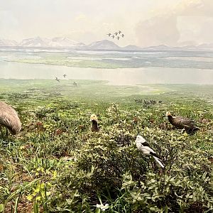 Birds of the Arctic Summer