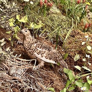 Willow Ptarmigan