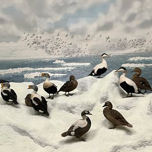 King, Common, and Spectacled Eiders