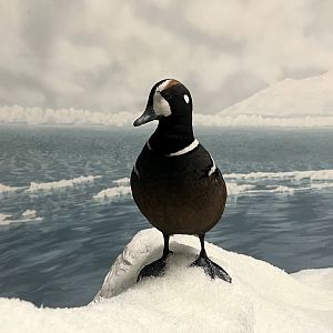 Harlequin Duck
