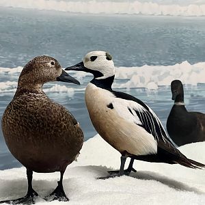 Steller Eiders and Brant