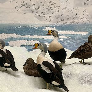 King Eiders