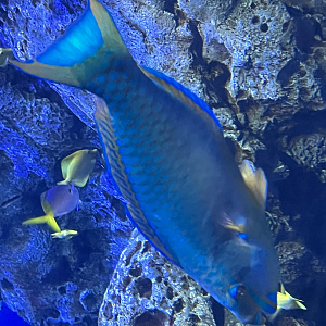 Parrotfish ID?