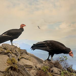 California Condors