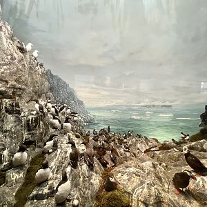 Seabirds of Bering Sea