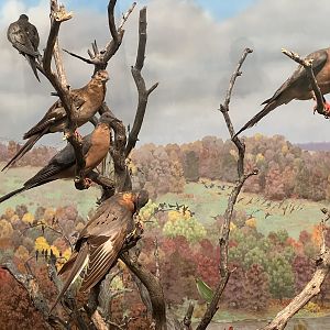 Passenger Pigeons