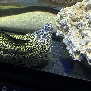 Moray eel ID?