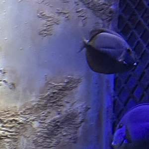 Surgeonfish ID?