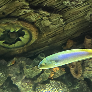 Wrasse ID?