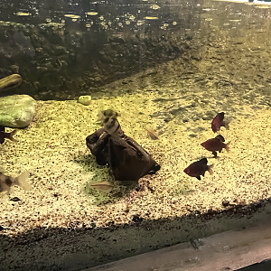 Fish ID?