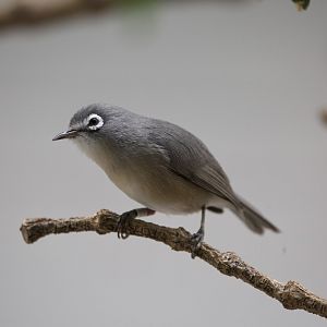 Saipan White-Eye/ Zosterops conspicillatus saypani