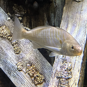 Fish ID