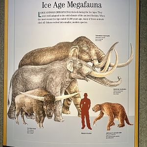 Ice Age Megafauna