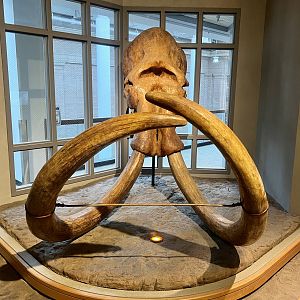 Great American Cyclops