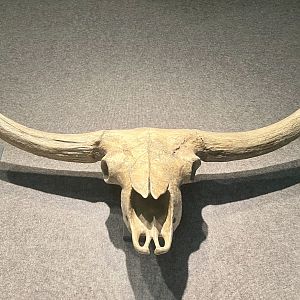 Skull of an Ice Age Bison