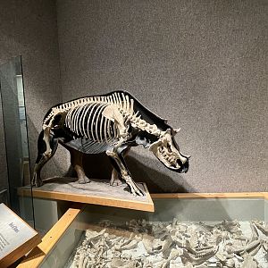 Ancient Rhinoceros-like Creature