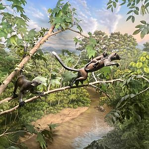 Early American Primates