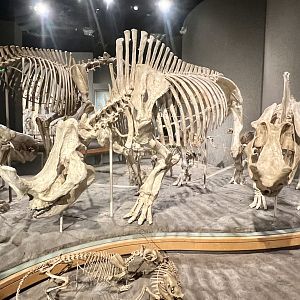 Collection of Early Megafuana