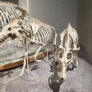 Entelodont Skeletons