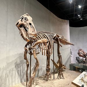 Herbivorous Dinosaur