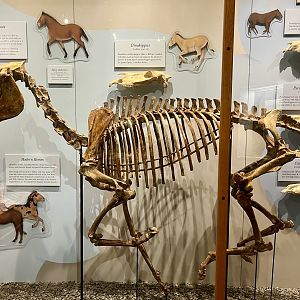 American Native Horse