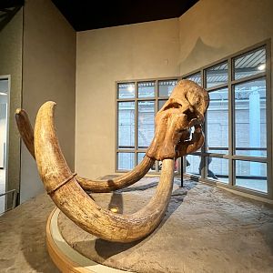 Mammoth Skull