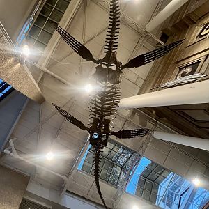 Illusion of a shadow passing across the sunlit surface